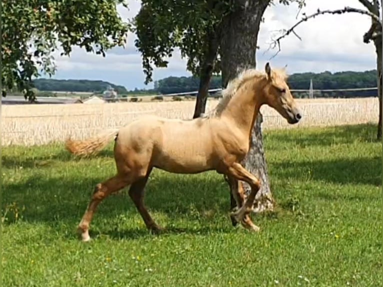 Warlander Stallion 1 year 15,3 hh Palomino in Ohrenbach