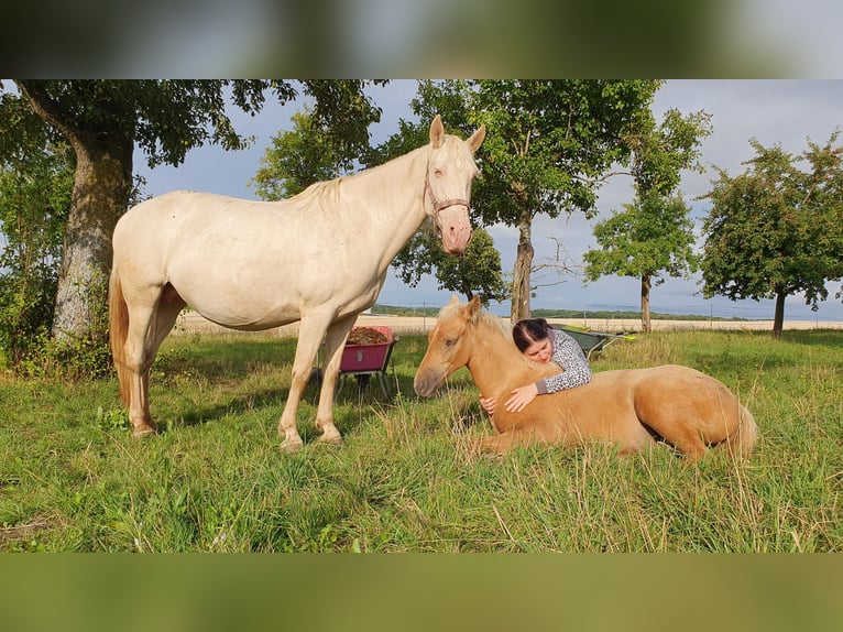 Warlander Stallion 1 year 15,3 hh Palomino in Ohrenbach
