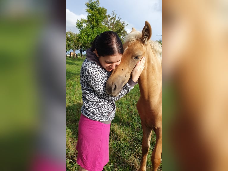Warlander Stallion 1 year 15,3 hh Palomino in Ohrenbach
