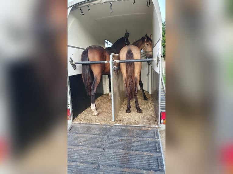Warlander Stallion 1 year 16 hh Buckskin in Ohrenbach