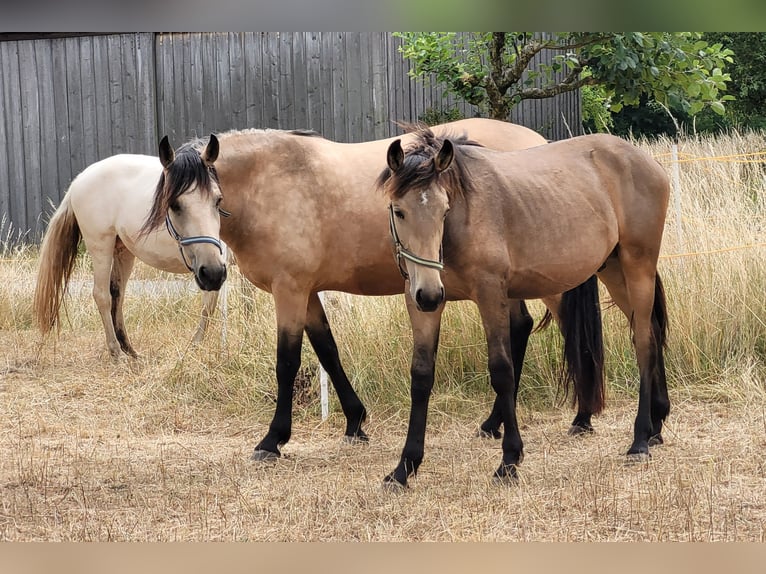 Warlander Stallion 1 year 16 hh Buckskin in Ohrenbach