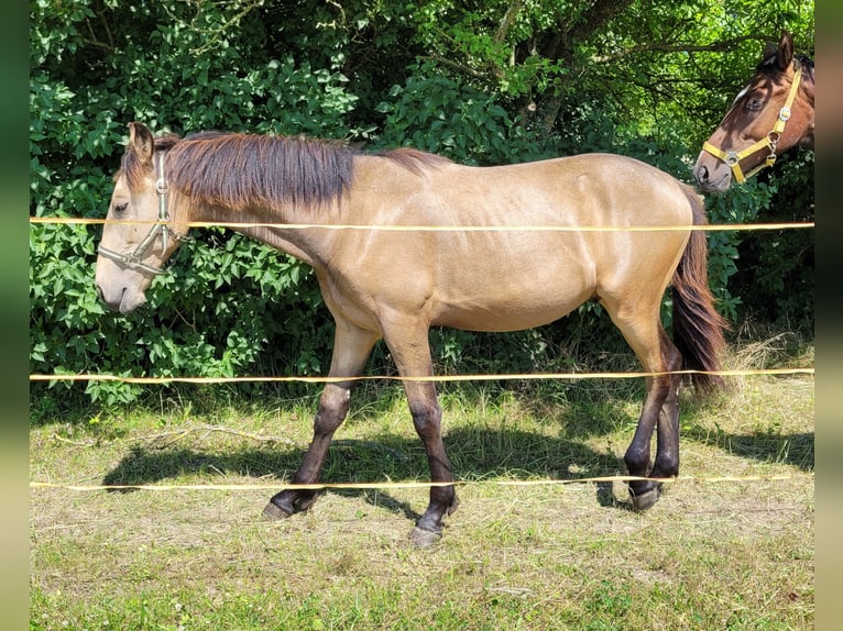 Warlander Stallion 1 year 16 hh Buckskin in Ohrenbach