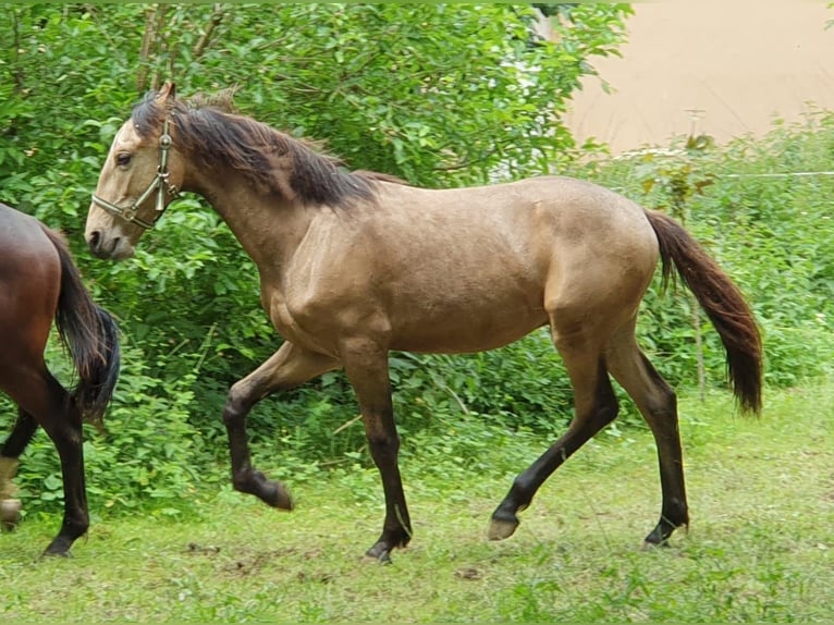 Warlander Stallion 1 year 16 hh Buckskin in Ohrenbach