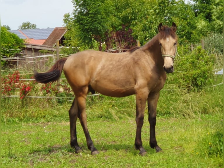 Warlander Stallion 1 year 16 hh Buckskin in Ohrenbach