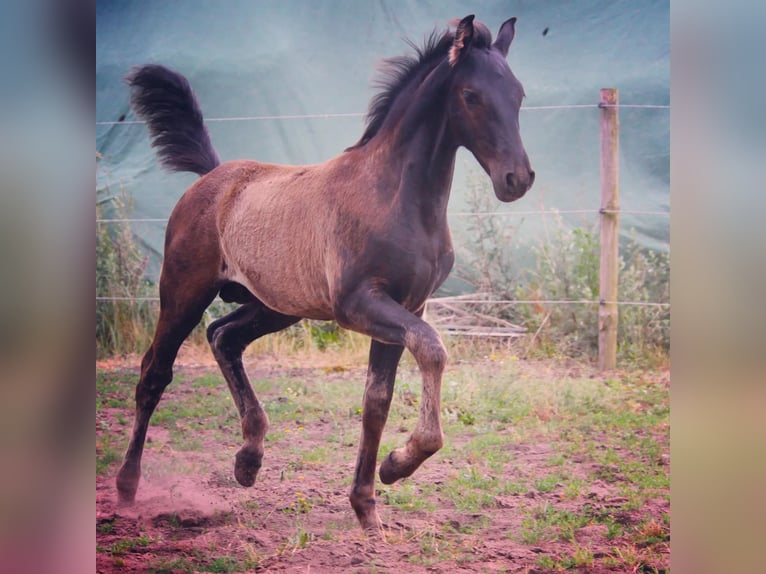 Warlander Stallion 1 year Black in Grambin