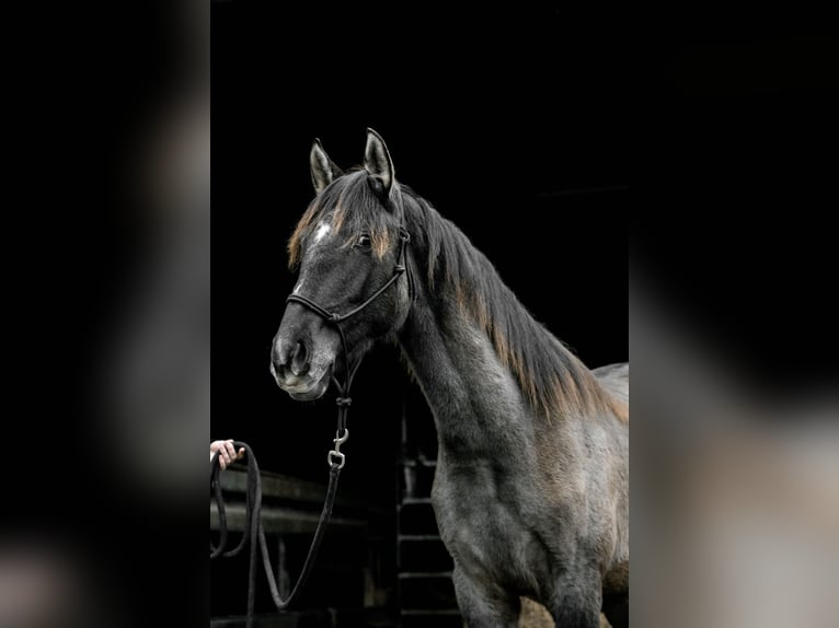 Warlander Stallion 2 years 15.2 hh Grullo in Katzenelnbogen