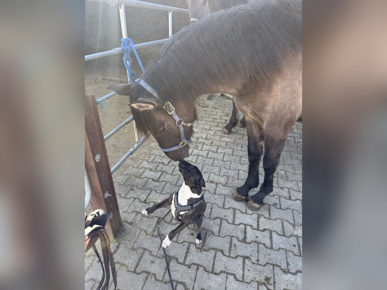 Warlander Stallion 2 years 15.2 hh Grullo in Katzenelnbogen