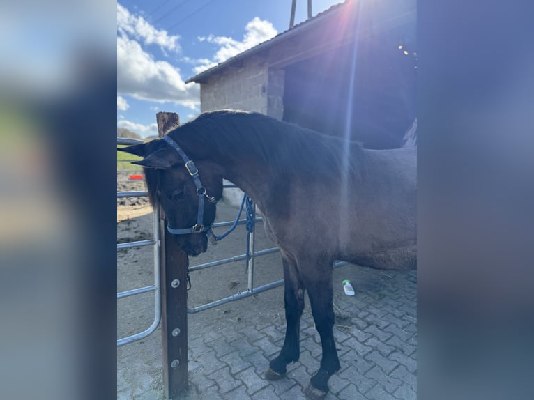 Warlander Stallion 2 years 15.2 hh Grullo in Katzenelnbogen