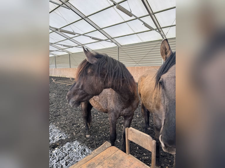 Warlander Stallion 2 years 15.2 hh Grullo in Katzenelnbogen