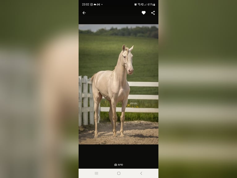 Warlander Stallion 2 years 16 hh Buckskin in Ohrenbach