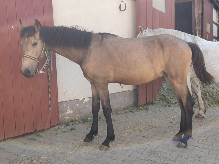 Warlander Stallion 2 years 16 hh Buckskin in Ohrenbach