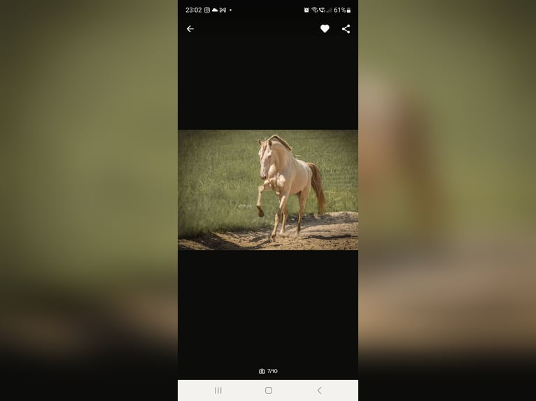 Warlander Stallion 2 years 16 hh Buckskin in Ohrenbach