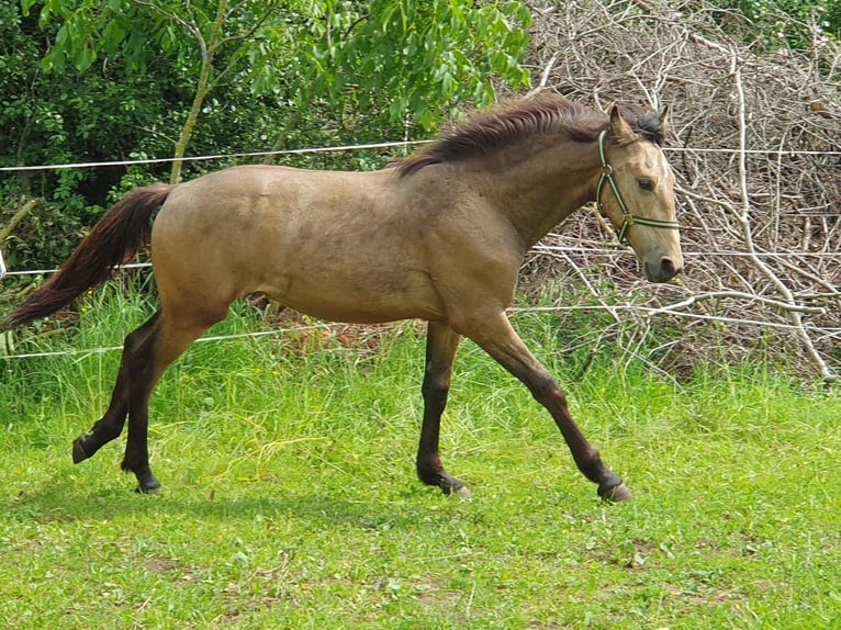 Warlander Stallion 2 years 16 hh Buckskin in Ohrenbach