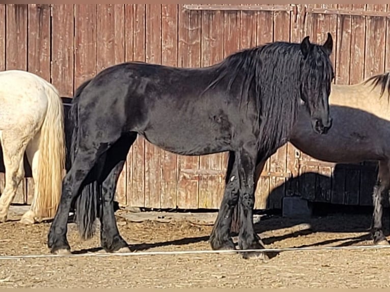 Warlander Stallion 2 years 16 hh Buckskin in Ohrenbach