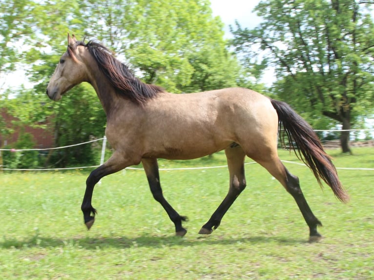 Warlander Stallion 2 years 16 hh Buckskin in Ohrenbach