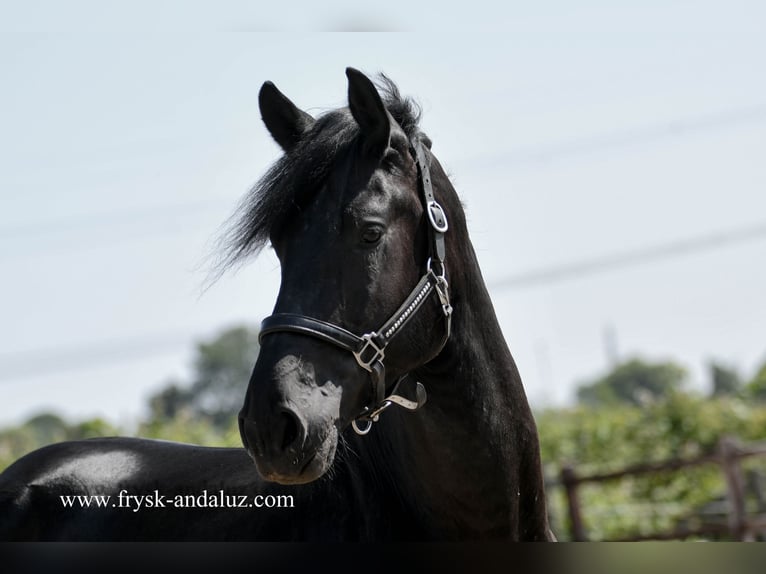 Warlander Stallion 3 years 17,1 hh Black in Mijnsheerenland