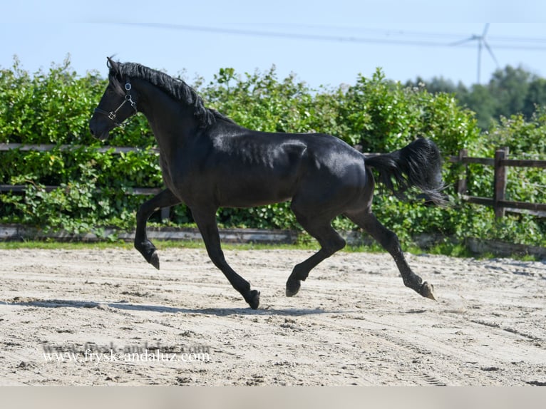 Warlander Stallion 3 years 17,1 hh Black in Mijnsheerenland