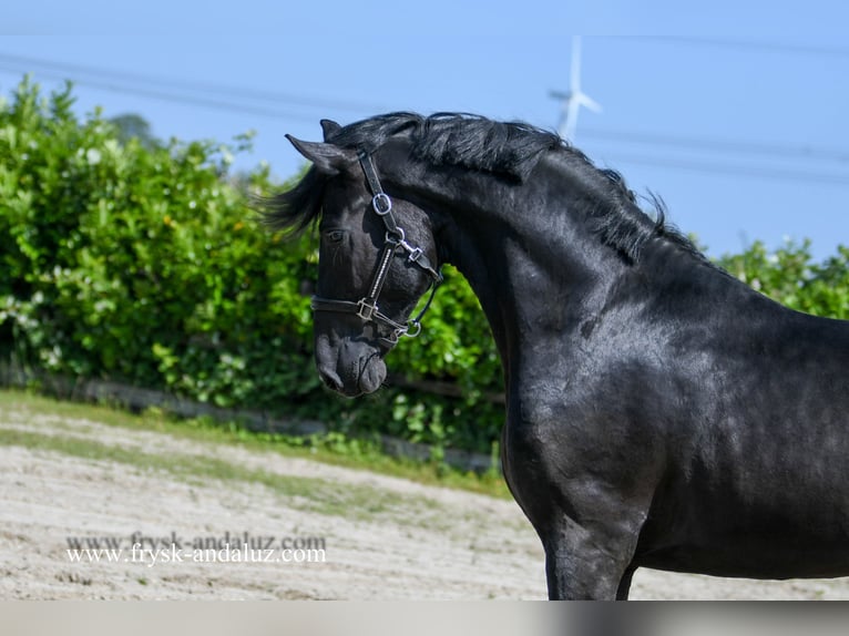 Warlander Stallion 3 years 17,1 hh Black in Mijnsheerenland