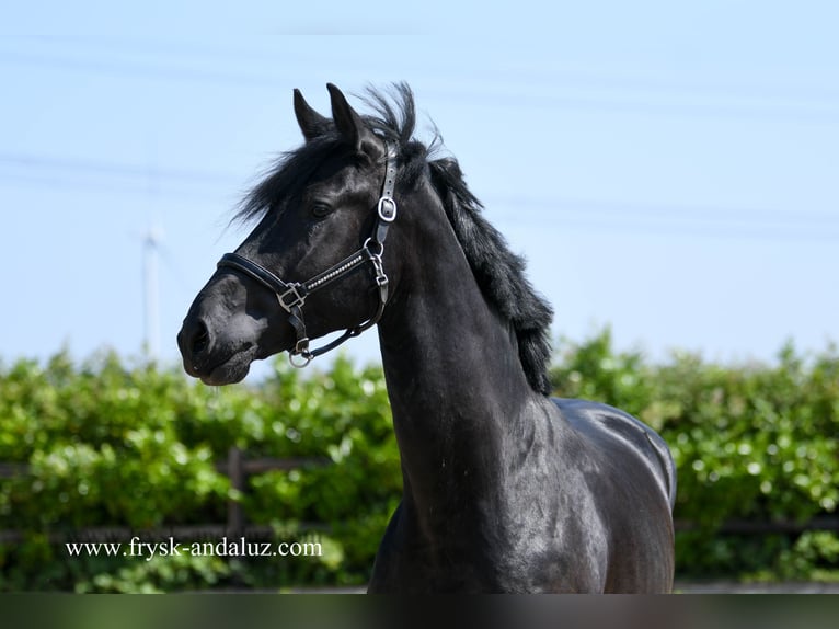 Warlander Stallion 3 years 17,1 hh Black in Mijnsheerenland