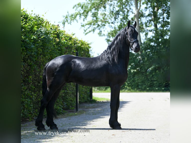 Warlander Stallion 3 years 17,1 hh Black in Mijnsheerenland