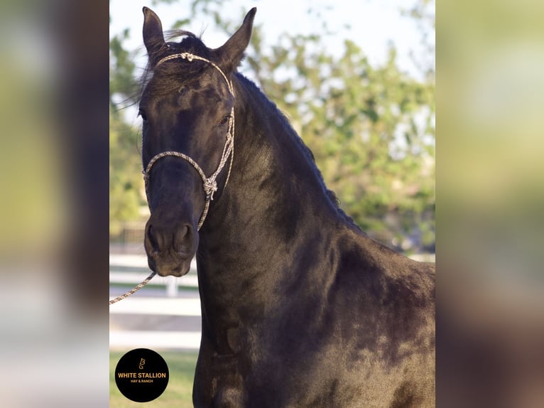 Warlander Stallion 4 years 16 hh Black in Corona, CA