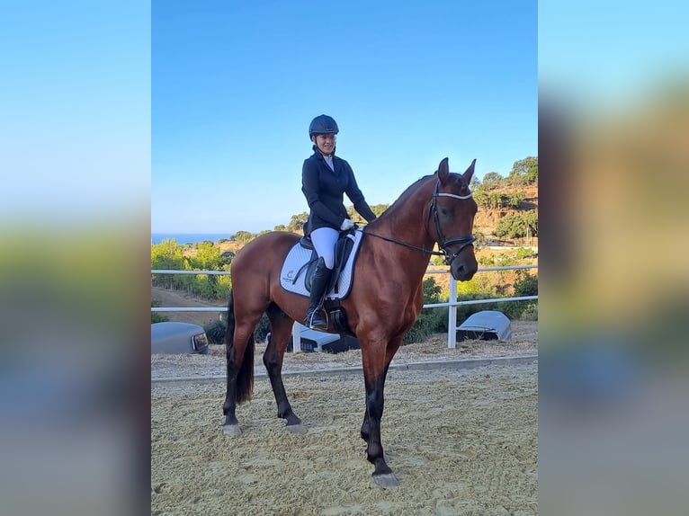 Warlander Stallion 5 years 15,3 hh Bay in Mijas Costa