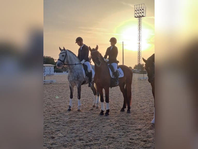 Warlander Stallion 5 years 15,3 hh Bay in Mijas Costa