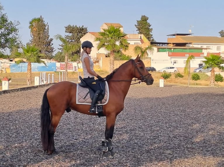 Warlander Stallion 5 years 15,3 hh Bay in Mijas Costa