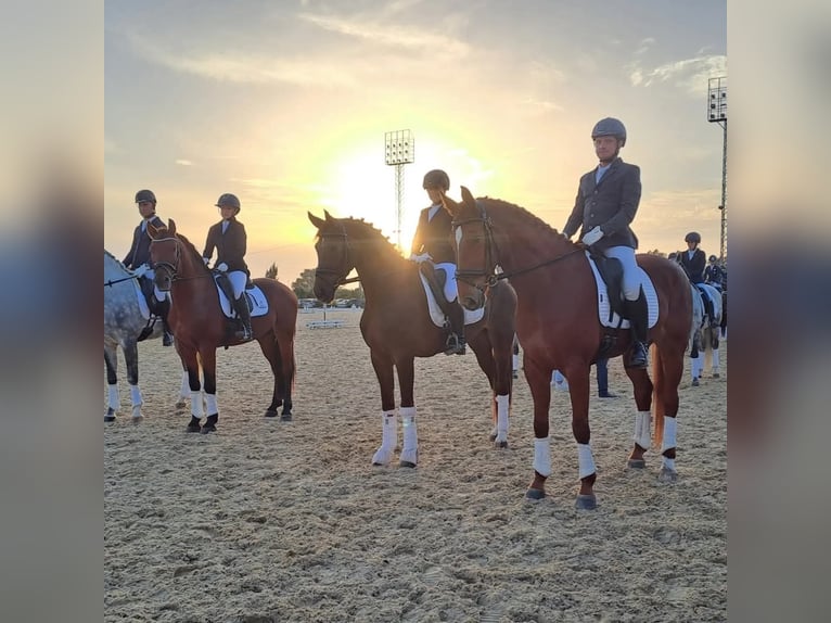 Warlander Stallion 5 years 15,3 hh Bay in Mijas Costa