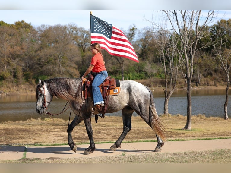 Warlander Stallion 5 years 16 hh Grey-Dapple in Forney
