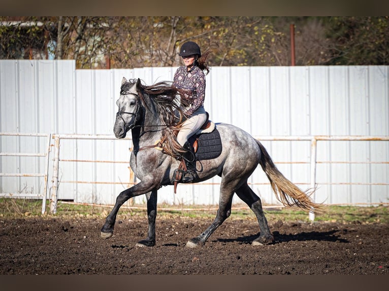 Warlander Stallion 5 years 16 hh Grey-Dapple in Forney