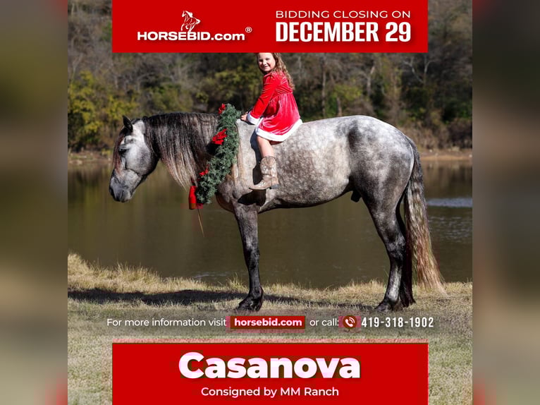 Warlander Stallion 5 years 16 hh Grey-Dapple in Forney