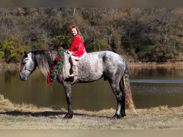 Warlander Stallion 5 years 16 hh Grey-Dapple in Forney