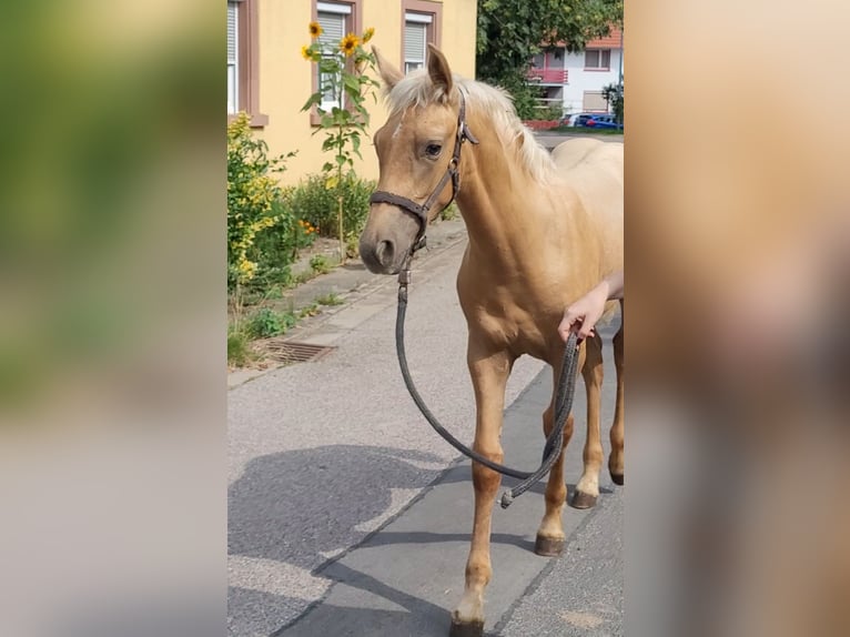 Warlander Stallion Foal (03/2025) 15,3 hh Palomino in Ohrenbach