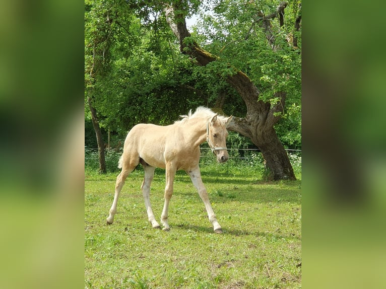 Warlander Stallion Foal (03/2025) 15,3 hh Palomino in Ohrenbach