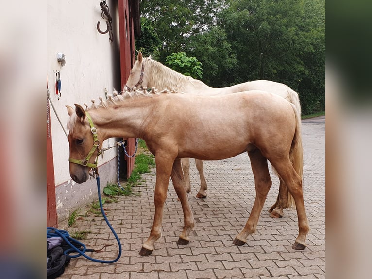 Warlander Stallion Foal (03/2025) 15,3 hh Palomino in Ohrenbach