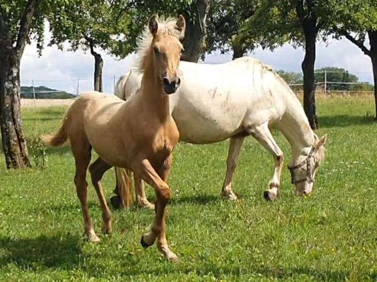 Warlander Stallion Foal (03/2025) 15,3 hh Palomino in Ohrenbach