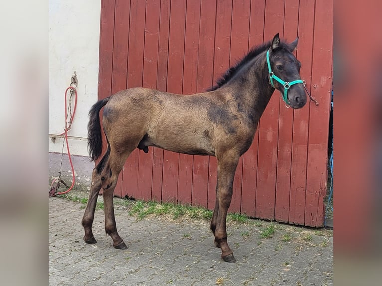 Warlander Stallion Foal (03/2026) 16 hh Black in Ohrenbach