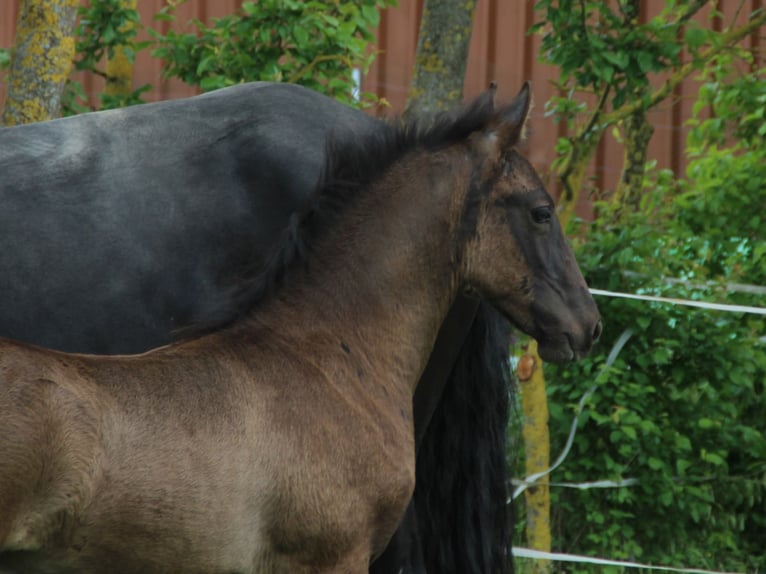 Warlander Stallion Foal (03/2026) 16 hh Black in Ohrenbach