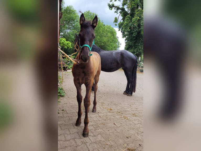 Warlander Stallion Foal (03/2026) 16 hh Black in Ohrenbach