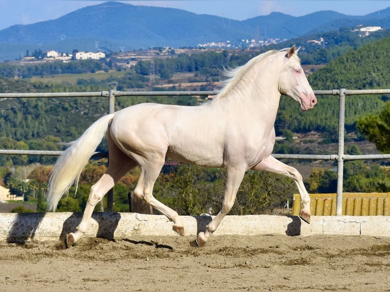Warlander Stallion Foal (03/2024) 16 hh Palomino in Los Olivos