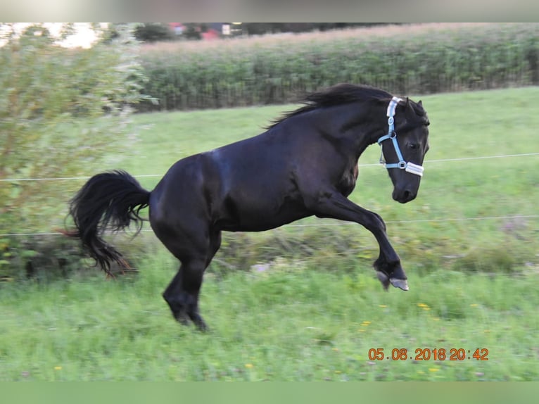 Warlander Stallone 10 Anni 168 cm Morello in Beilstein