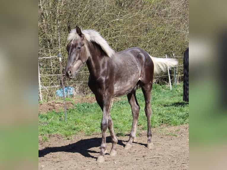 Warlander Stallone 1 Anno 160 cm  in Engen