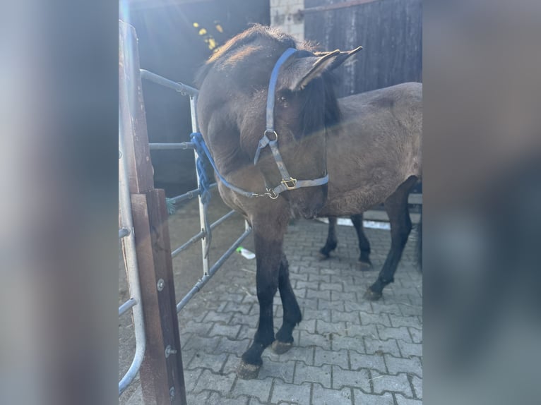 Warlander Stallone 2 Anni 160 cm Grullo in Katzenelnbogen