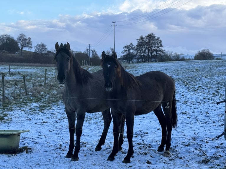Warlander Stallone 2 Anni 160 cm Grullo in Katzenelnbogen