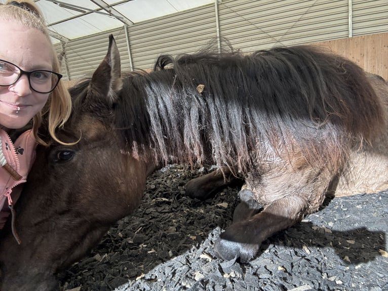Warlander Stallone 2 Anni 160 cm Grullo in Katzenelnbogen