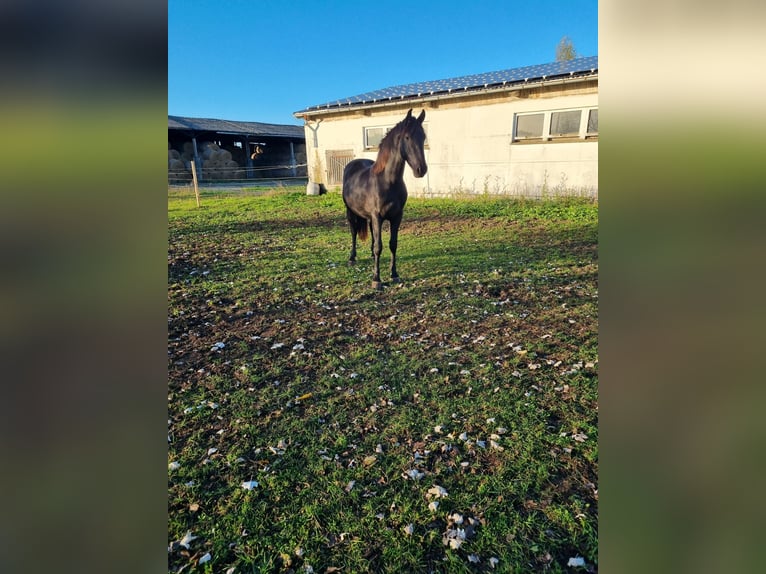 Warlander Stallone 2 Anni 162 cm Morello in Leopoldshagen