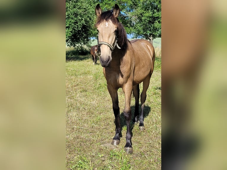 Warlander Stallone 2 Anni 163 cm Pelle di daino in Ohrenbach
