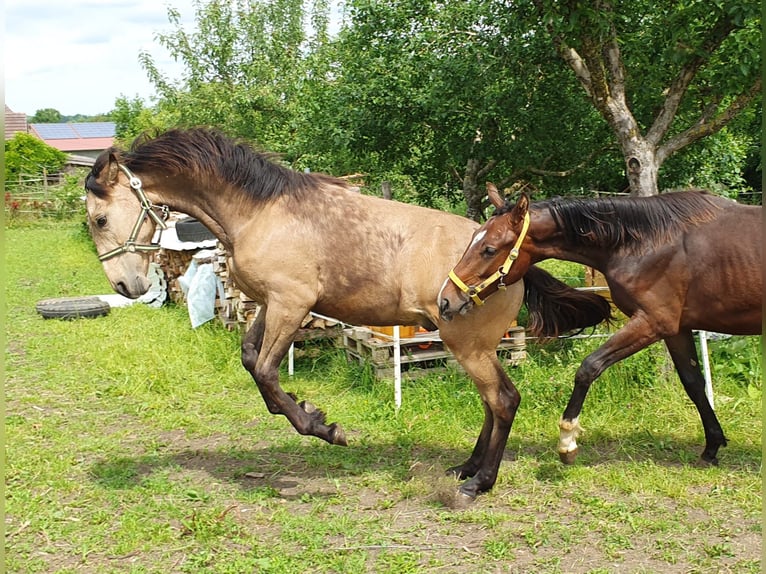 Warlander Stallone 2 Anni 163 cm Pelle di daino in Ohrenbach