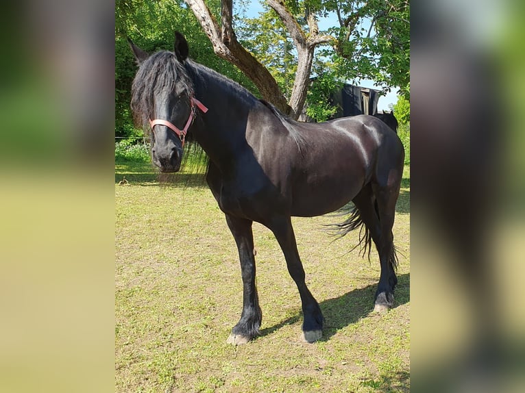Warlander Stallone 2 Anni 163 cm Pelle di daino in Ohrenbach
